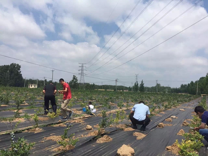 果樹防草布